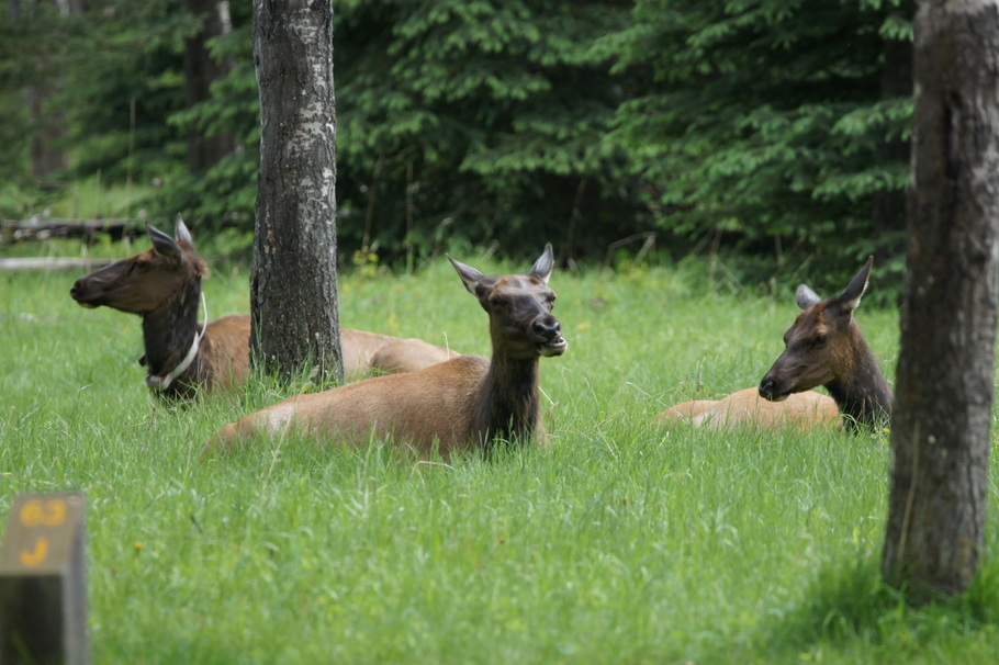 Elk in loop 63