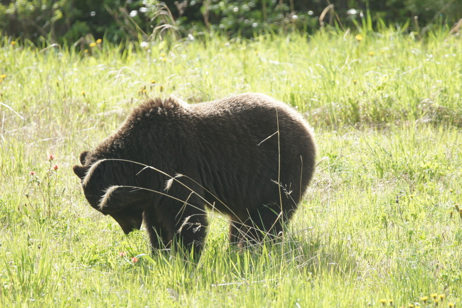 Bear in British Columbia