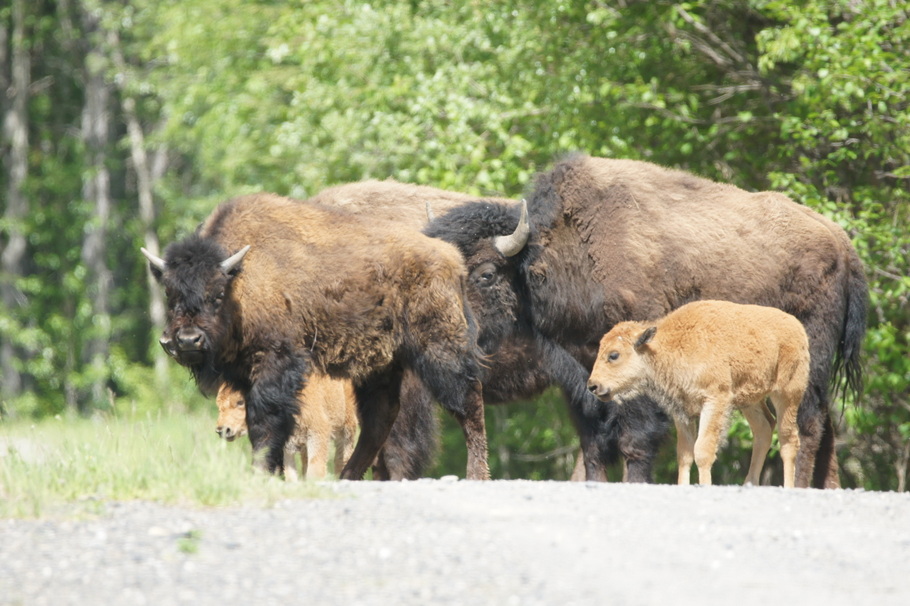 A small herd with calves