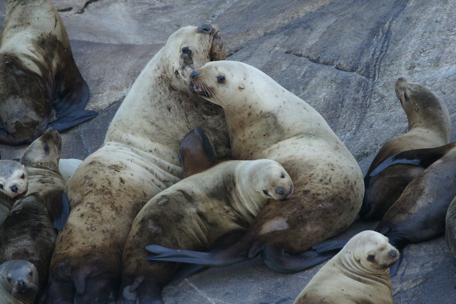 Stellar Sea Lions on day trip to Juneau