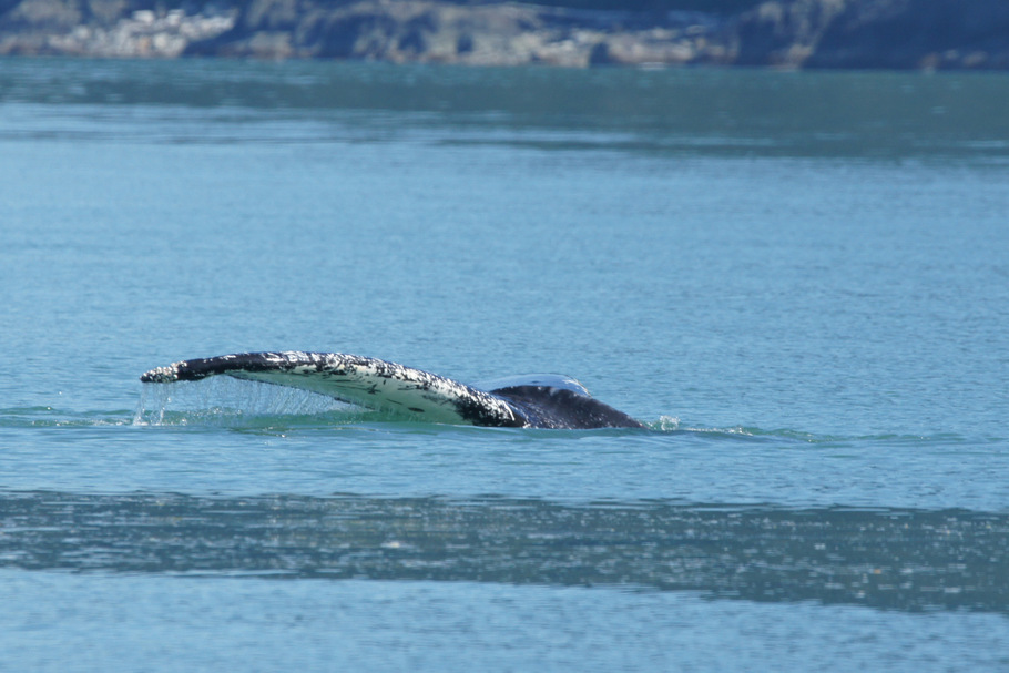 Whale Pectoral Fin on day trip to Juneau