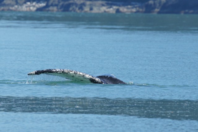 Whale Pectoral Fin on day trip to Juneau