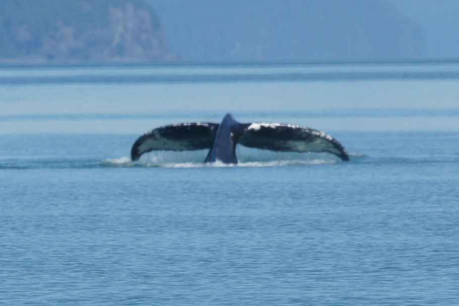 Whale Tail