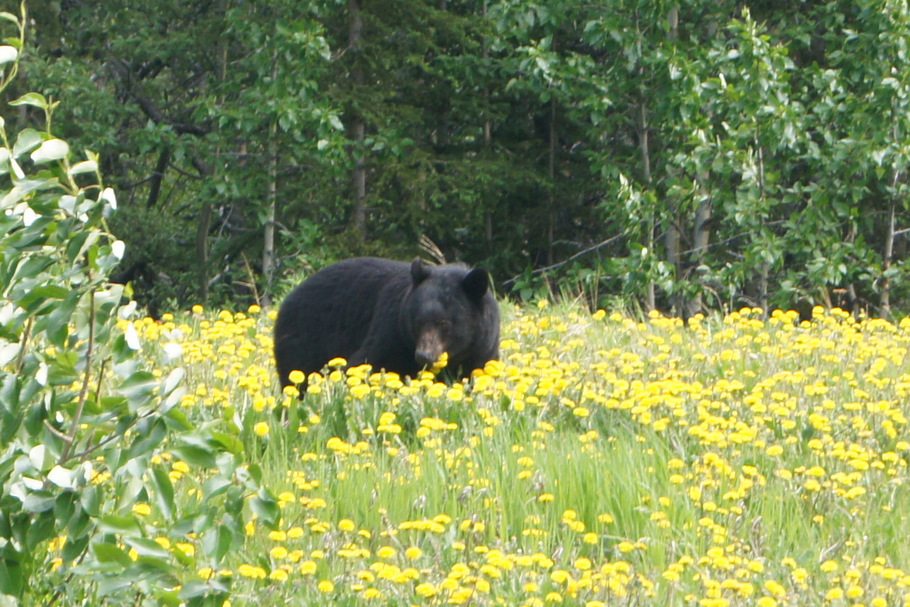 Black Bear beside the road in British Columbia