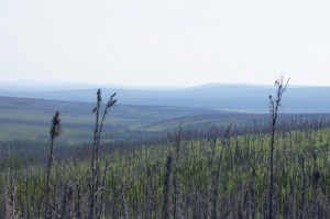 We passed through areas of burned trees from forest fires