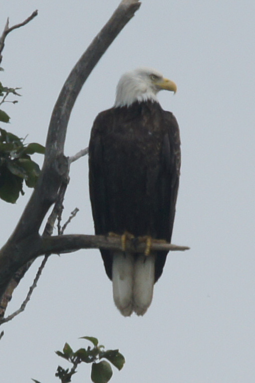 Eagle in Alaska