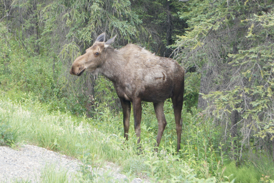 Moose
