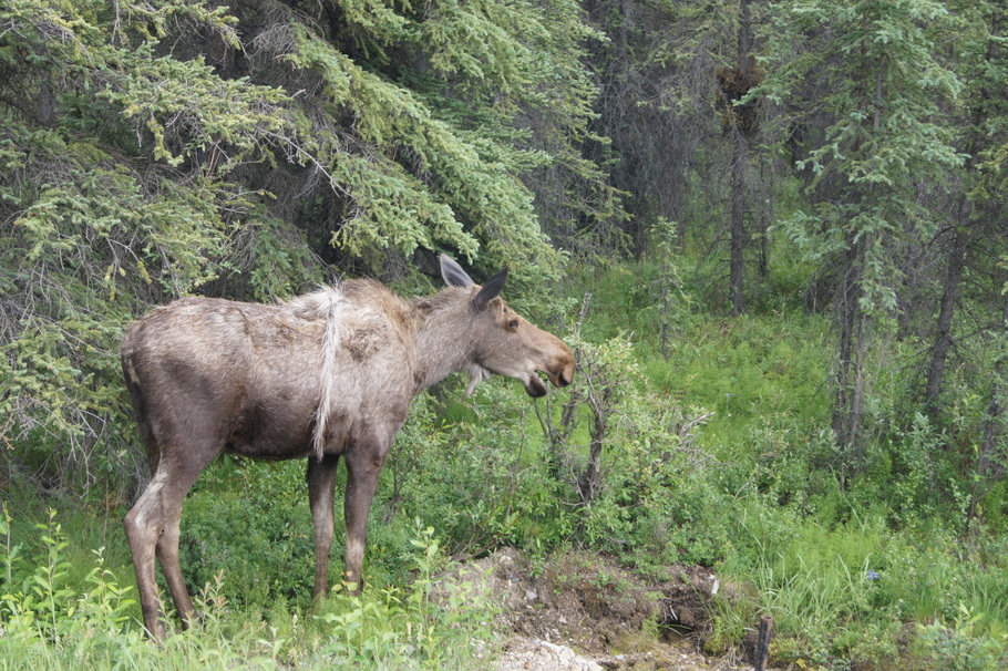 Moose beside the road on the way out of the park