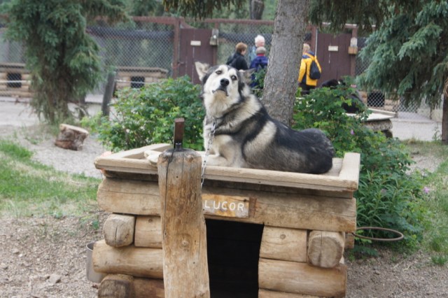 Lukor liked it on top of his house