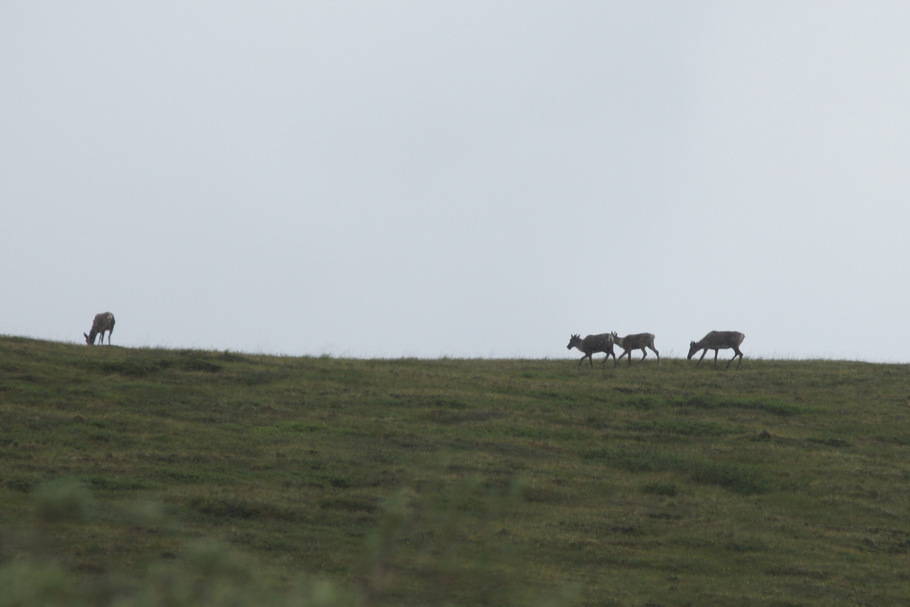 Another group of Caribou up on a ridge