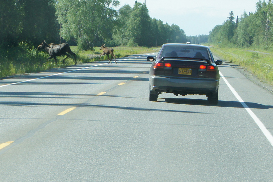 Moose cow and calf crossing the road