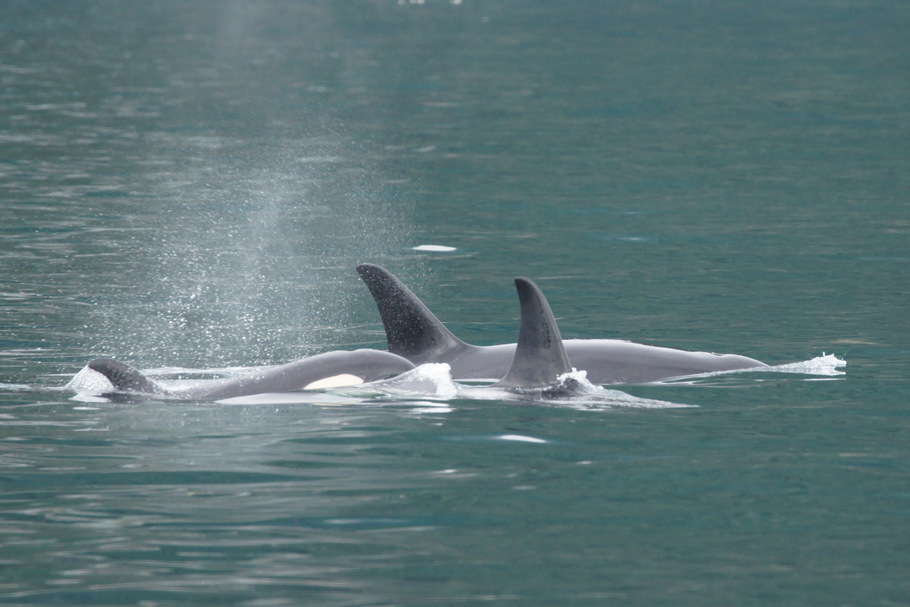 Pod of Orcas with calf