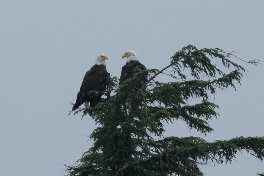 Pair of Eagles