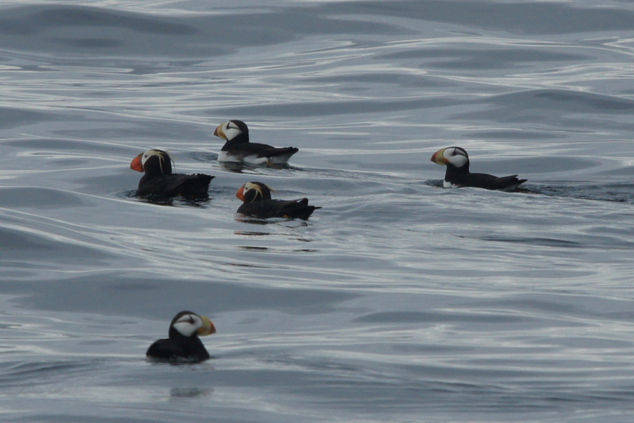 Puffins
