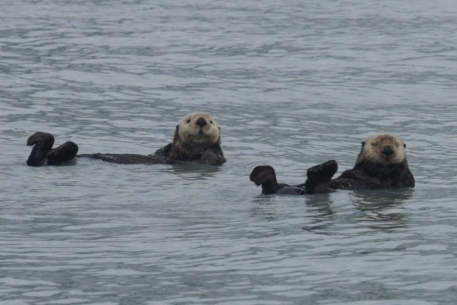 Sea Otters on Columbia Glacier tour from Valdez