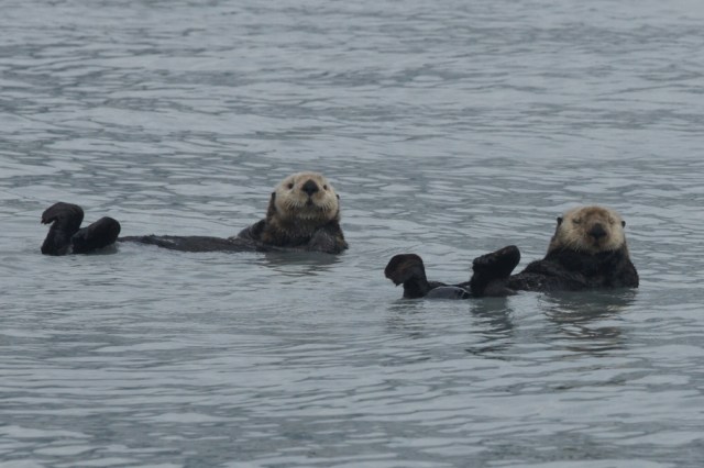 Sea Otters on Columbia Glacier tour from Valdez