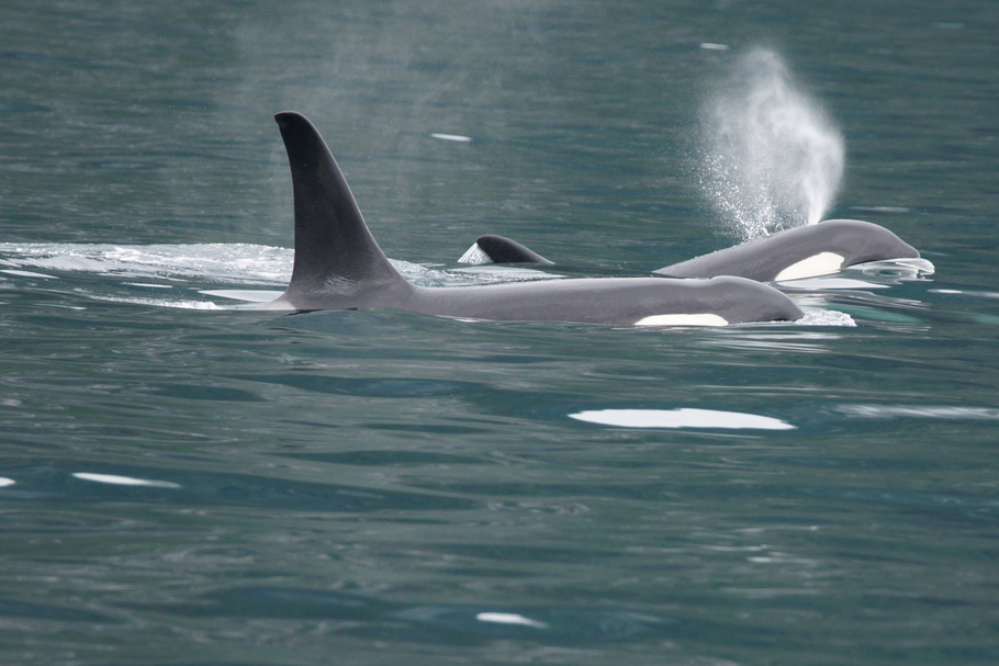 A pair of Orcas on Columbia Glacier tour from Valdez