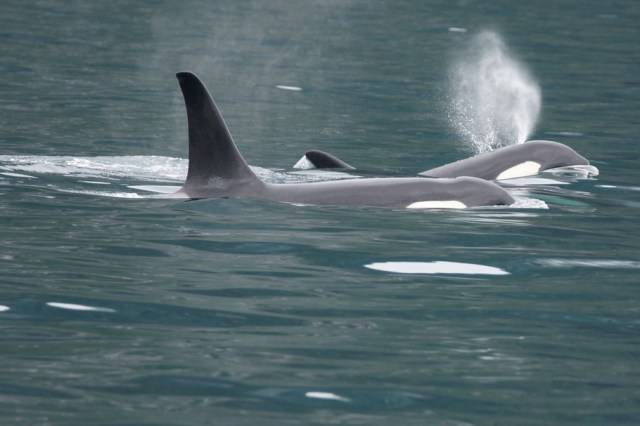 A pair of Orcas on Columbia Glacier tour from Valdez