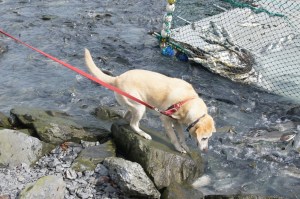 Blondie and the salmon