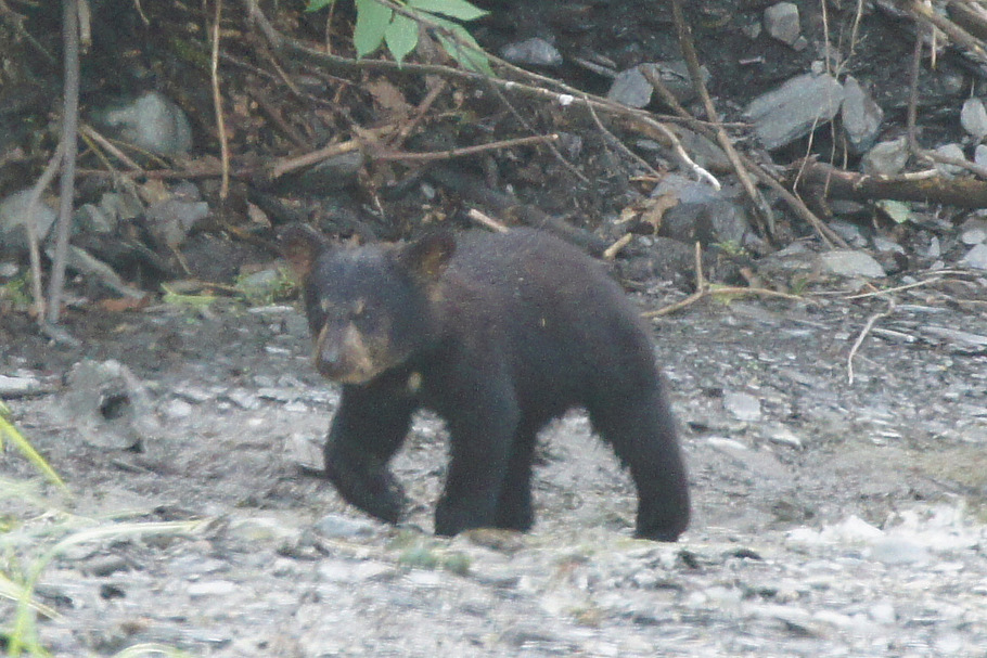 Black Bear Cub