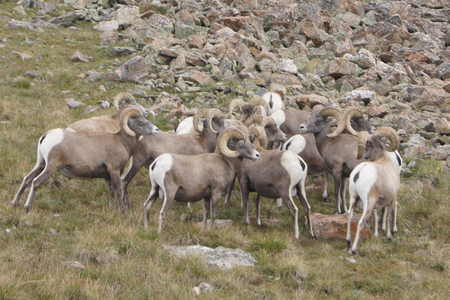 Big Horn Sheep on Trail Ridge Road