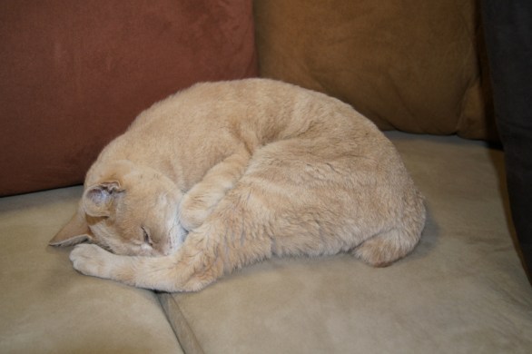 Stubbs the mayor cat