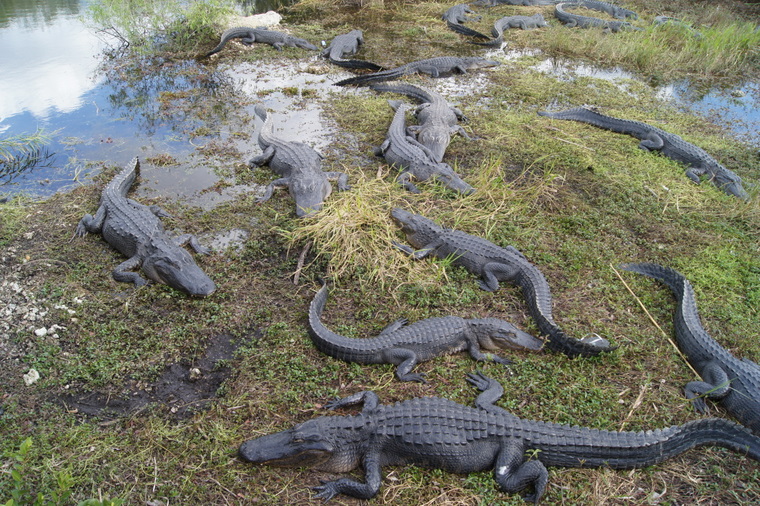Alligators along the Anhinga Trial, Everglades National Park 2012