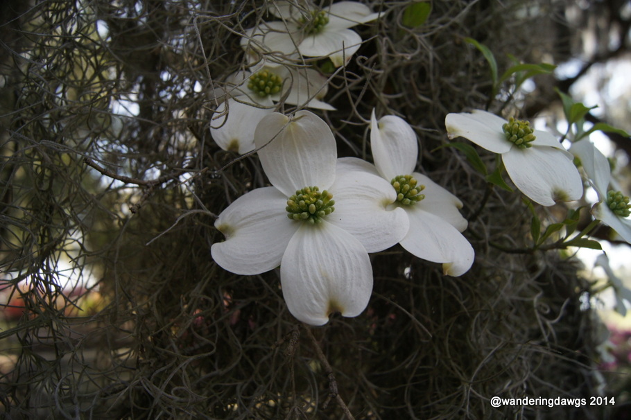 Georgia Dogwoods