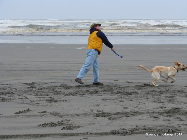 Blondie playing chuck-it on Long Beach, Washington