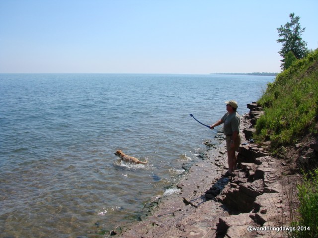 Blondie swimming in Lake Erie