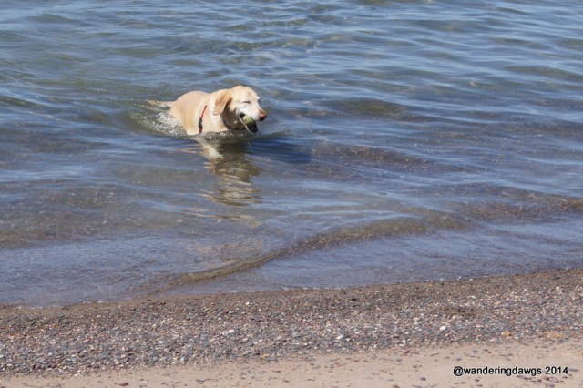 Blondie in Lake Superior
