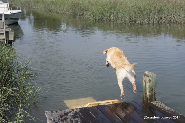 Blondie dives into the creek