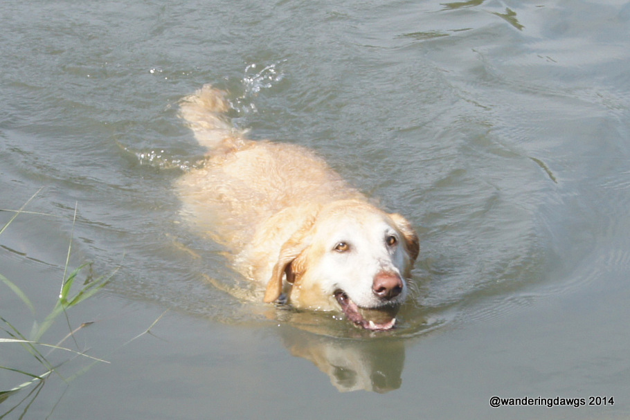 Blondie returns with the tennis ball