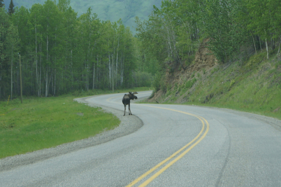 Moose on the Alaska Highway