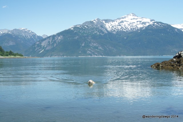 Blondie is one happy dog swimming in Haines, Alaska