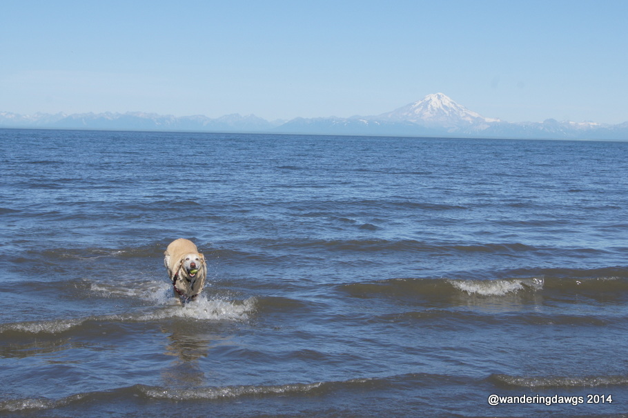Blondie in Cook Inlet in Ninilchik, Alaska