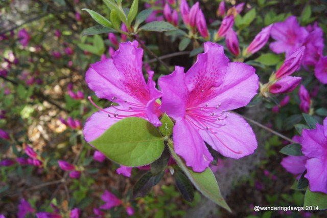 Georgia Azaleas