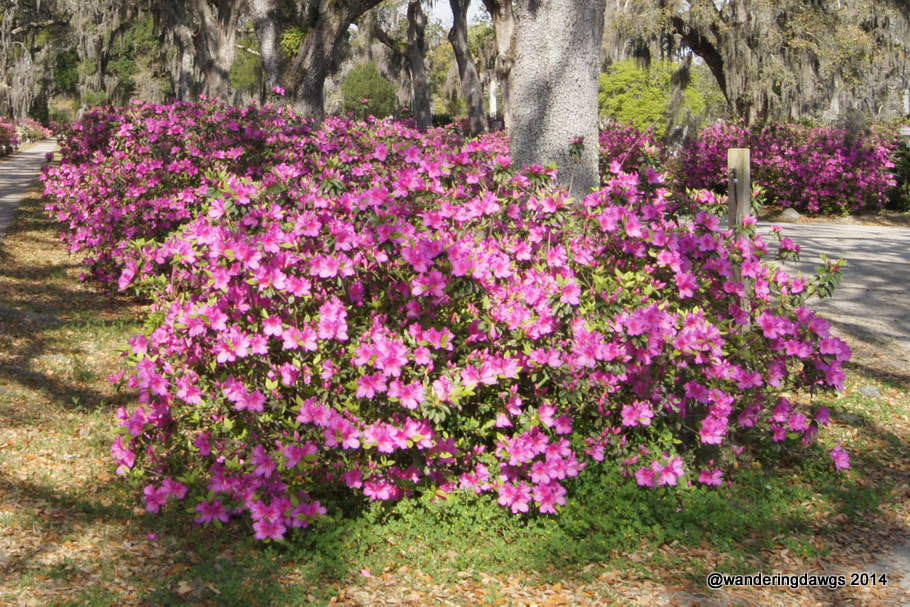 Georgia Azaleas under Live Oak Tree