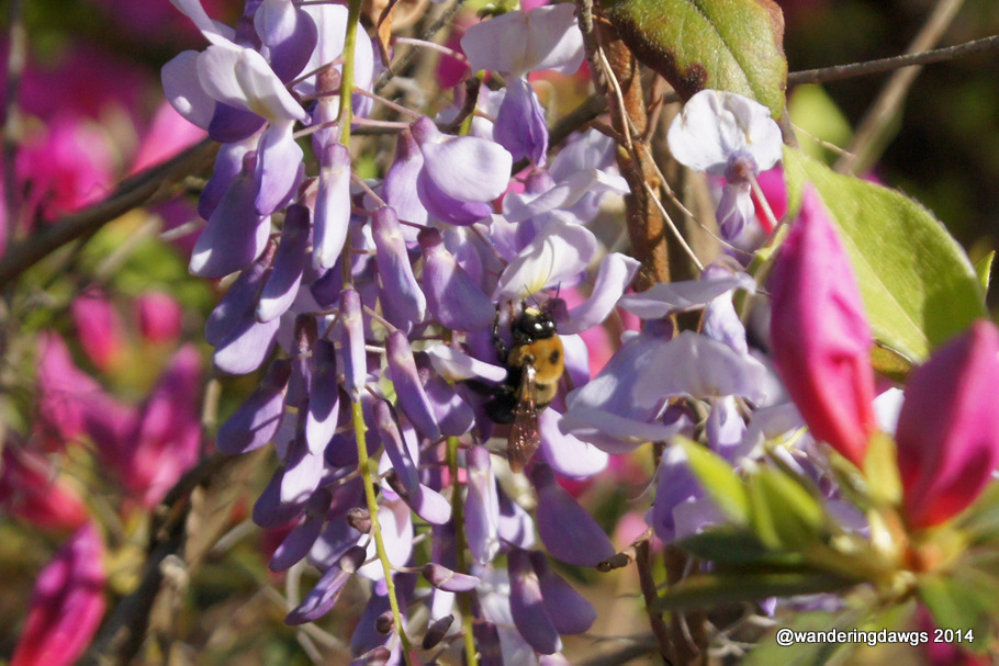 Bee on Wisteria in Georgia