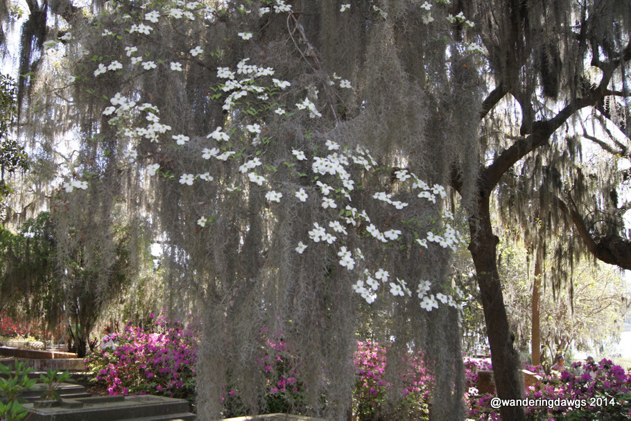 Spanish Moss covered Dogwood Tree beside Azalea lined path