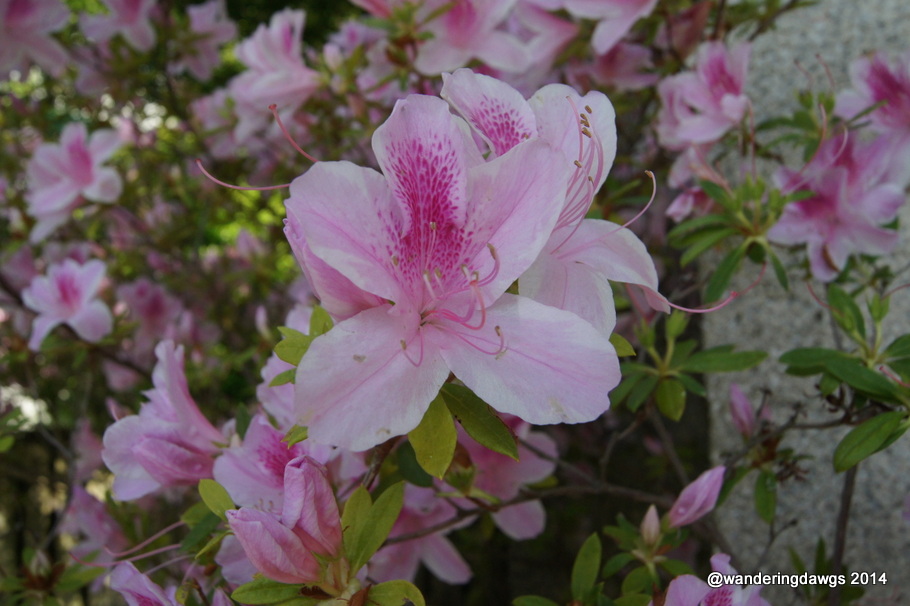 Georgia Azaleas