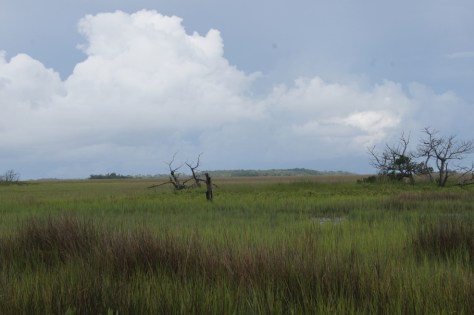 Georgia Salt Marsh