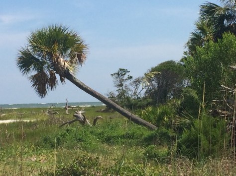 Uninhabited Georgia Barrier Island