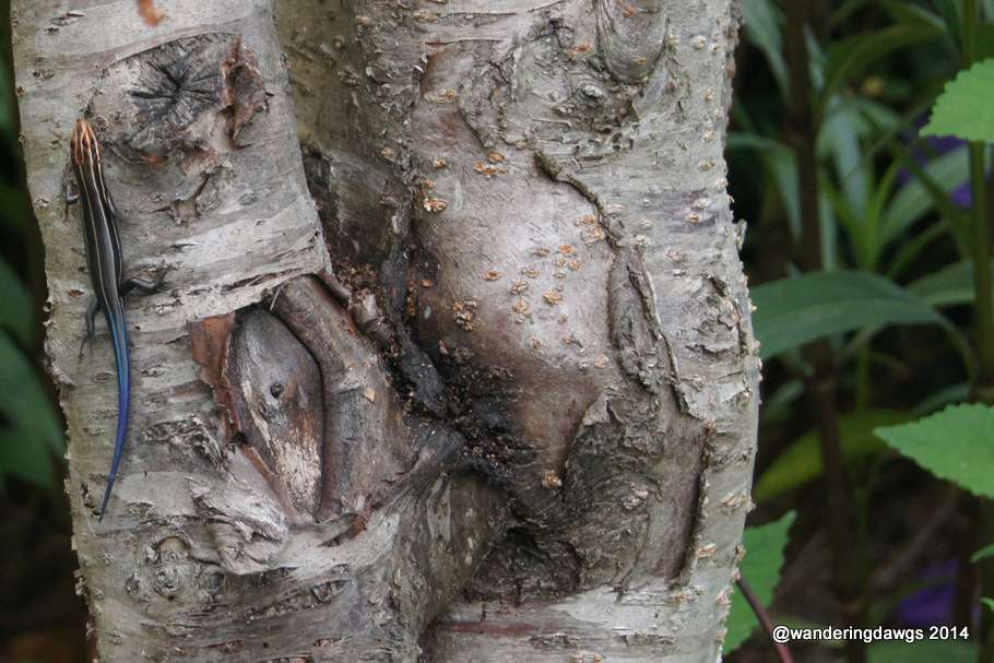 Blue Tailed Lizard on Peach Tree