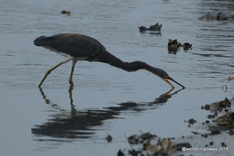 Tri Colored Heron finds a snack in a Georgia creek