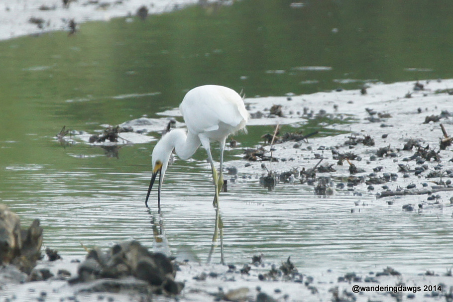 Juvenile Little Blue Heron