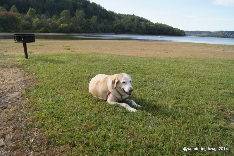 Blondie enjoying our site Barton Springs