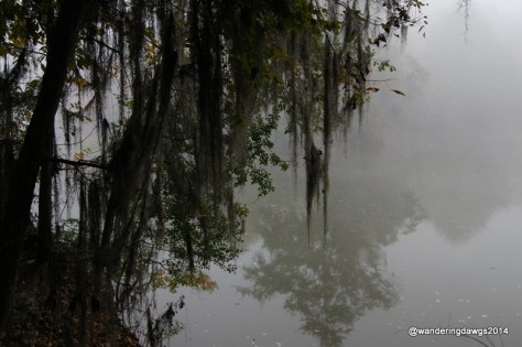 Spanish Moss on a foggy morning