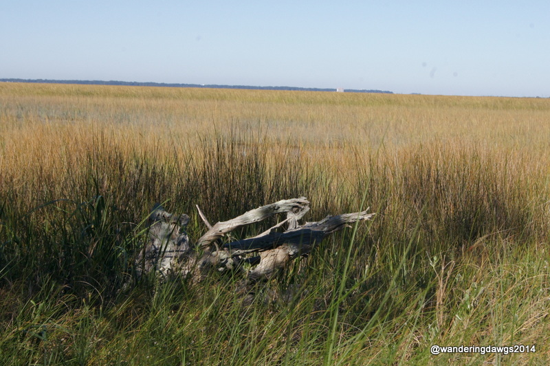 Salt Marsh of Coastal Georgia