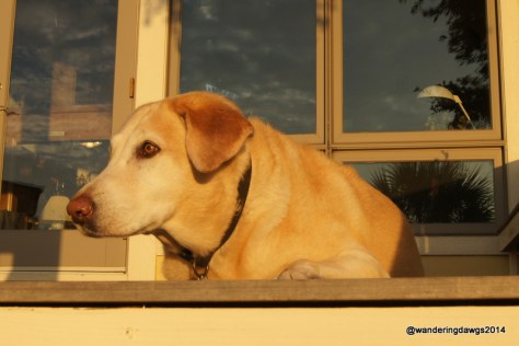 Blondie basking in the morning sun
